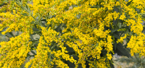 Very nices flowers in a garden