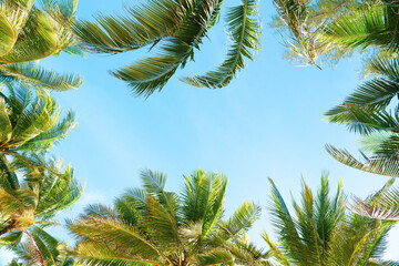 Fototapeta premium Coconut palm trees on dramatic clouds sky.Bright blue sky with clear white clouds.Beautiful Palm trees sunny or sunset on summer.
