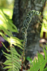 Zakręcony liść paproci. Curled fern leaf. - obrazy, fototapety, plakaty