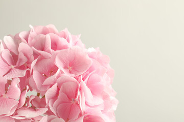 Beautiful pink hortensia flowers on light background, closeup. Space for text
