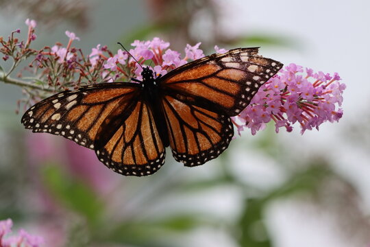 Closeup of a monarch butterfly with tattered wings on butterfly bush flowers