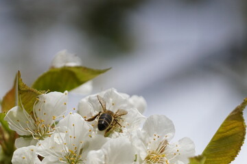 Biene im Apfelbaum © Markus Kammermann