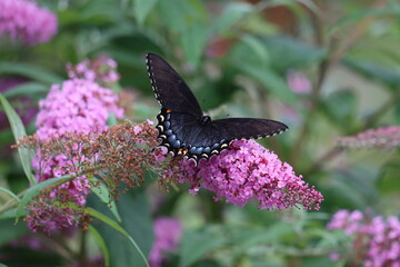 A female eastern tiger swallowtail landing on a butterfly bush in New York