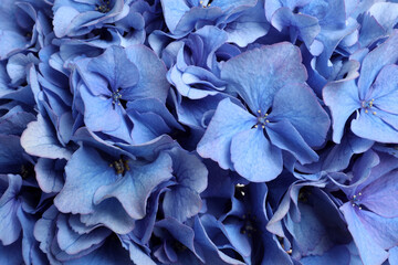 Beautiful light blue hortensia flowers as background, closeup