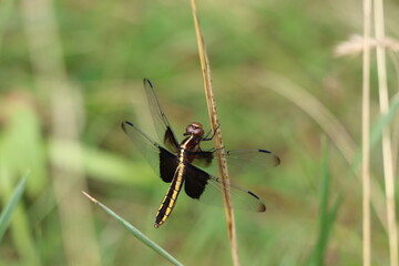 A female widow skimmer dragonfly looking up toward the sky while holding onto a dry blade of grass