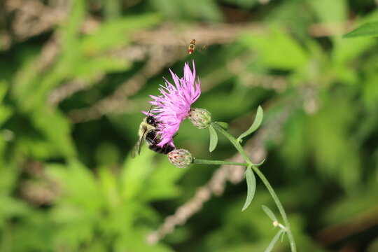 A bumble bee and an eastern calligrapher fly on a spotted knapweed flower