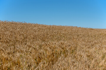 Field of oats in late summer.  Bright blue sky and ripened oats ready for harvest in the prairie province of Saskatchewan, Canada.