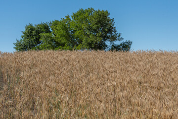 Field of oats in late summer with a grove of trees in the background.  Bright blue sky and ripened oats ready for harvest in the prairie province of Saskatchewan, Canada.
