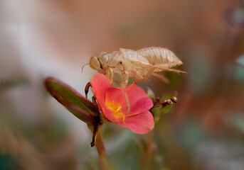 Cicada skin after a change of body wrap that is exposed in the nature of the forest