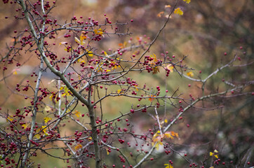 Autumn harvest branches with barberry berries
