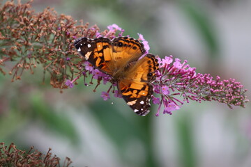 An American lady butterfly on a butterfly bush