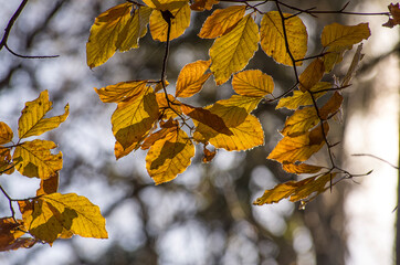 Autumn mood in good weather in the park. Yellow leaves, trees. Walk in September