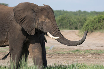 Fototapeta na wymiar African elephant using its trunk to manipulate a single piece of grass 