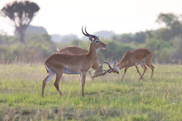 Ugandan kob antelope in its natural habitat landscape