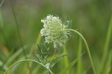 A side and back view of a wild carrot flower