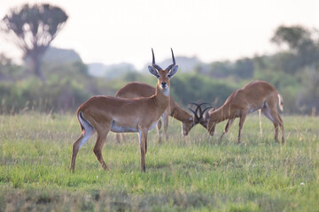Naklejka na ściany i meble Ugandan kob antelope in its natural habitat landscape