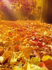 Autumn mood in good weather in the park. Yellow leaves, trees. Walk in September
