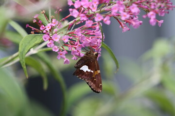 Closeup of a silver-spotted skipper butterfly on a butterfly bush