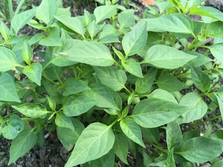 fresh green chili tree in nature garden
