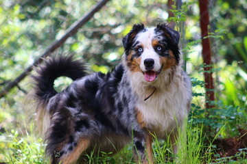 Dog. Australian Shepherd in the woods