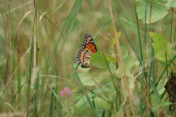 A viceroy butterfly hiding behind leaves