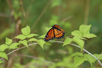 A viceroy butterfly with arched wings on an arched branch