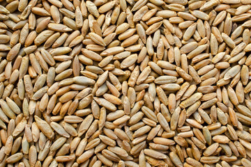 Background from dry grains of winter rye, top view. Rye grain texture. Winter rye seeds, top view, close-up. Rye seeds close-up, top view, texture. Background from grains of wheat.