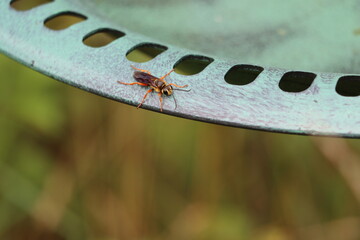 A great golden digger wasp on the edge of a birdbath 