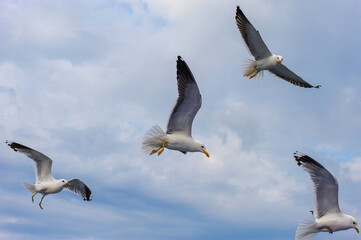 White seagull soaring in the blue sky,Seagull flying.