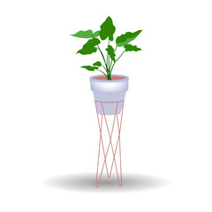 Decorative house plant in pot isolated on white background