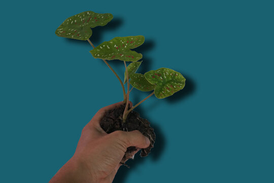 Hand holding a Bonsi plant Scientific name: Caladium bicolor, belongs to the family Araceae.