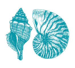 Hand drawn Seashell set. Nautilus, empty spiral Shell of underwater animal. Turquoise ink, engraving Marine illustration. Sea life. Summer vector design element isolated for print, poster, postcard