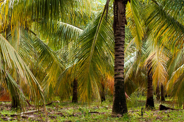 plantação de pés de coqueiro