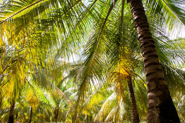 plantação de pés de coqueiro	