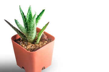 Mini Cactus on White background  isolated this has clipping path.
