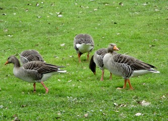 Group of Greylag Geese (Anser anser) feeding in the grass. 
