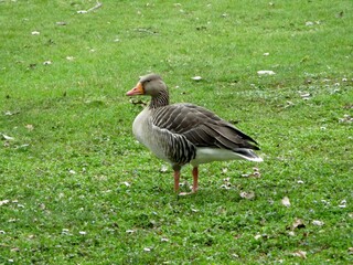 Oie cendrée (Anser anser) solitaire