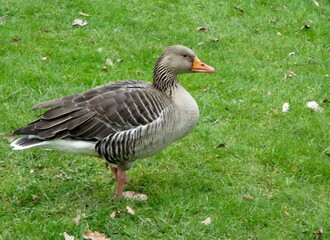 Greylag goose (Anser anser) in profile. Green grass background. 