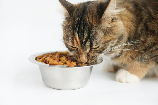 the cat eats food from a bowl. On a white background. Close up