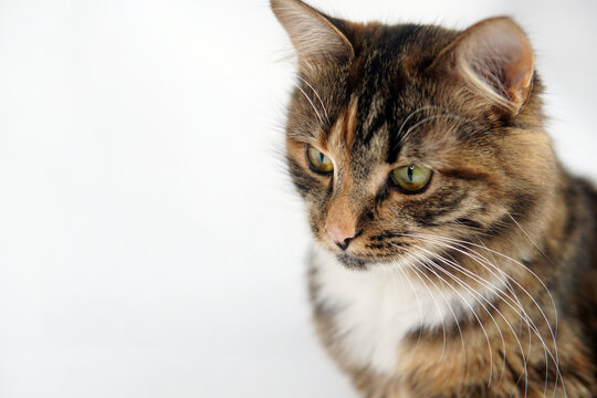 Portrait of a gray cat on a white background close-up