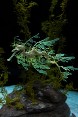 Green seahorse on the seabed. With aquatic trees.