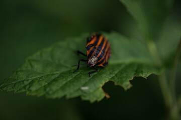 Adult striped shield bug (Graphosoma lineatum) staying on a green leaf in summer, red with wide...