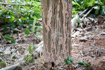 Termite nests on the stilts of the hut.  Termite nest on  surface of wooden pole.