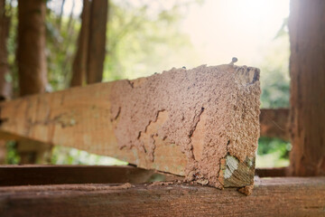 Termite nest on timber batten surface.