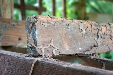 Termite nest on timber batten surface.