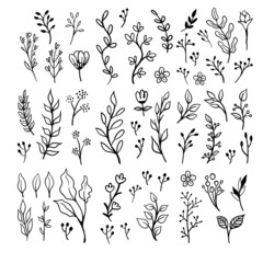 Floral doodles graphic elements vector set. Flowers and plants hand drawn illustrations.