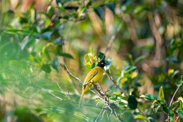 Black - crested Bulbul