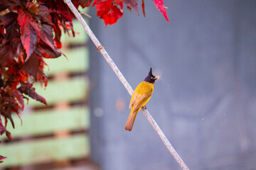 Black - crested Bulbul