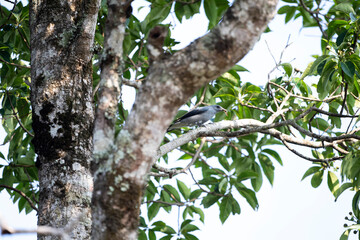 Black - winged Cuckoo Shrike