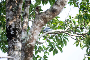 Black - winged Cuckoo Shrike